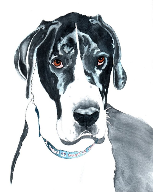 Otis, Great Dane - watercolor, 8 x 10