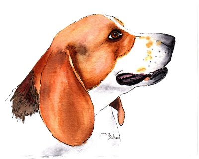 Beagle - watercolor, ink, 5 x 7