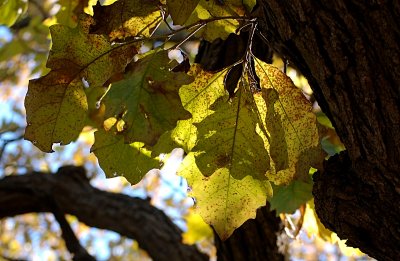 Leaf shadows on fall leaves, Ponca State Park - 11-13