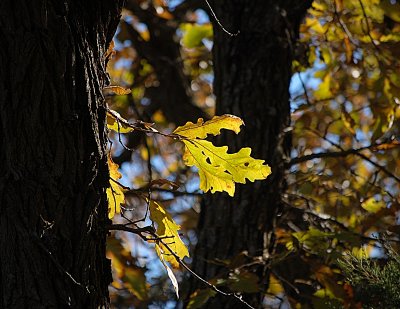 Oak leaves, Ponca State Park - 11-13