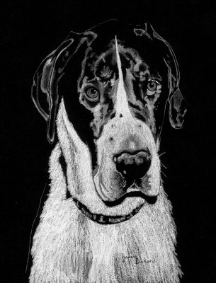 Otis, Great Dane - charcoal, 8 x 10