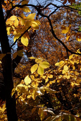 Fall colors, Ponca State Park, Nebraska - Oct. 2014