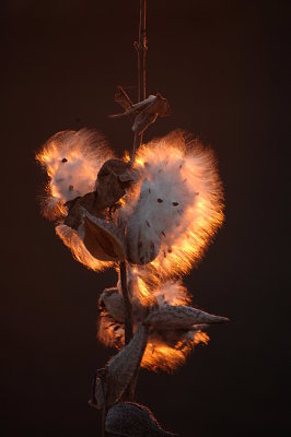 Milkweeds