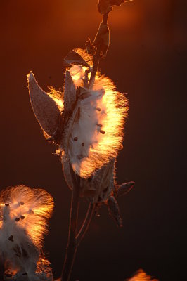 Milkweeds