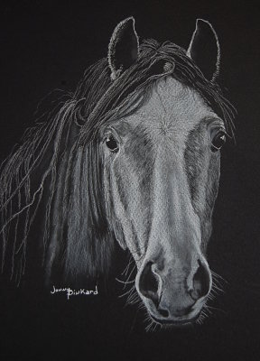 Gray Horse - white charcoal, 9 x 12   Photo courtesy Freddy Juhl