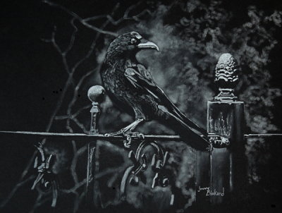 Crow - white charcoal on Strathmore Artagain paper, 9 x 12  Photo courtesy Russ Bridges