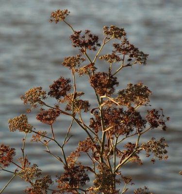 DSC_5740_1.jpg