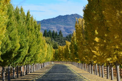 Napa Valley - autumn 2015