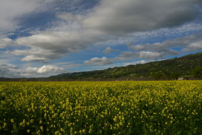DSC_7968-002.JPG