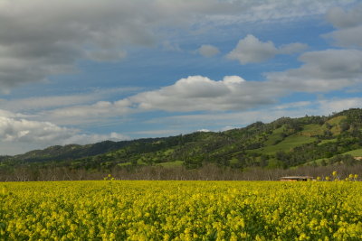 DSC_7974-002.JPG