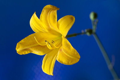 Fleur jaune Fd Bleu