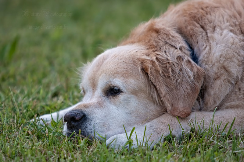 Maggie