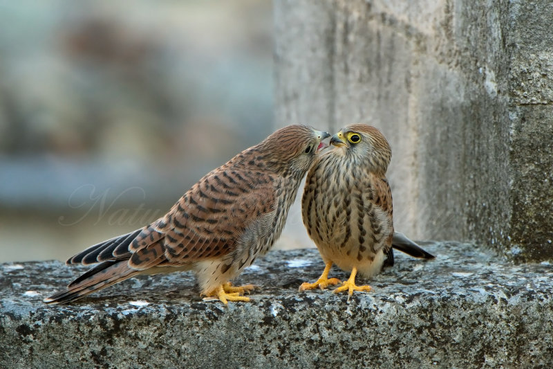 Fratellini Coccole 