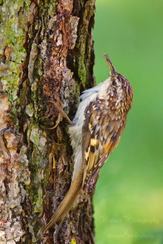 Rampichino alpestre