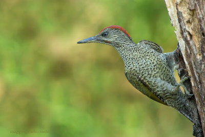 Giovane Picchio verde maschio