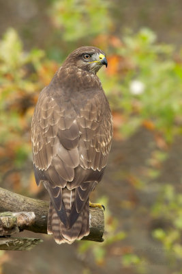 Lo sguardo della poiana