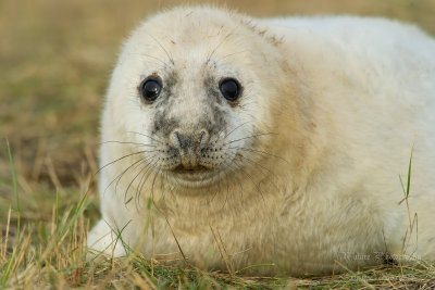 Piccolo foca grigia