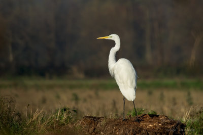 Airone bianco maggiore