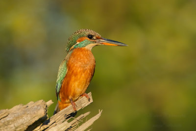 Martin pescatore femmina 