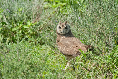 Gufo  Marsh Owl 