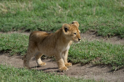 Cucciolo di Leone