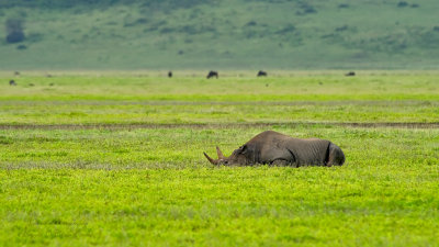 Rinoceronte nel NgoroNgoro