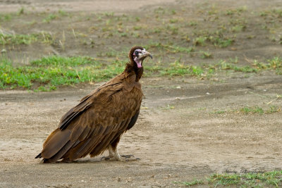 Avvoltoio cappuccino (Necrosyrtes monachus)