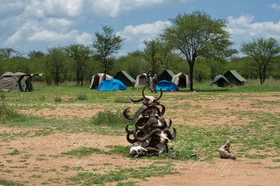 Campo nel Serengeti