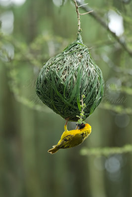 Tessitore al nido