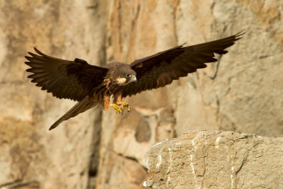 Falco della Regina - Falco eleonorae