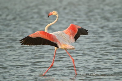 Fenicottero rosa o fenicottero maggiore (Phoenicopterus roseus) 