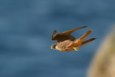 Falco della Regina - Falco eleonorae