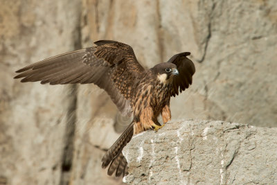 Falco della Regina - Falco eleonorae 