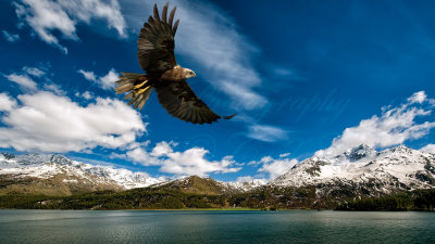 Falco di palude sul lago