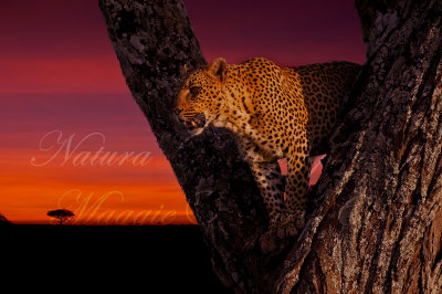 Leopardo al tramonto