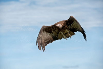  Avvoltoio cappuccino (Necrosyrtes monachus)