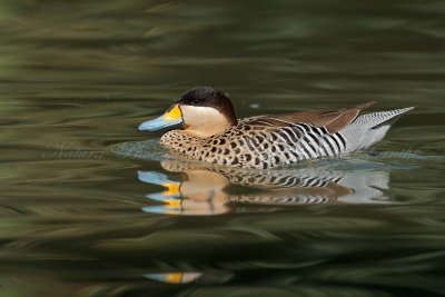 Anatra cappuccina 