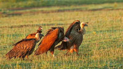 Pronti alla carica - Grifone africano, Avvoltoio cappuccino, Avvoltoio orecchiuto