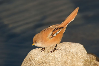 Basettino femmina