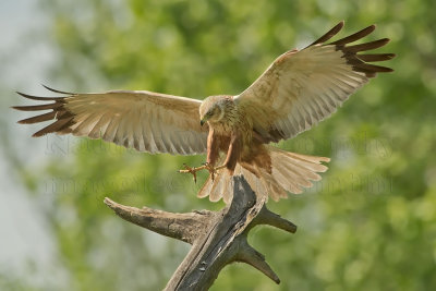 Falco di Palude maschio