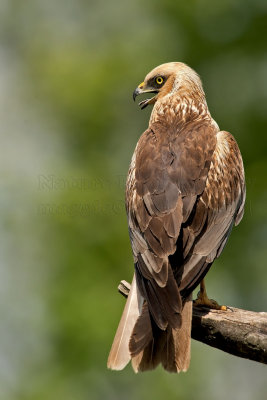 Falco di Palude maschio