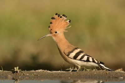 Upupa
