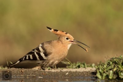 Upupa