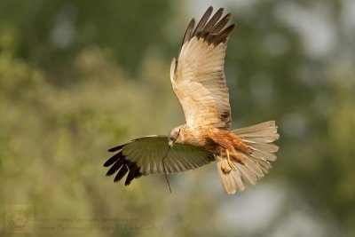 Falco di Palude maschio