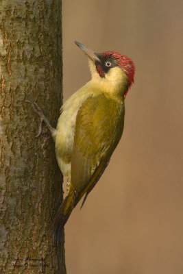 Picchio verde maschio