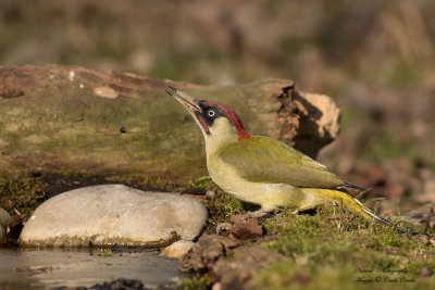 Picchio verde maschio