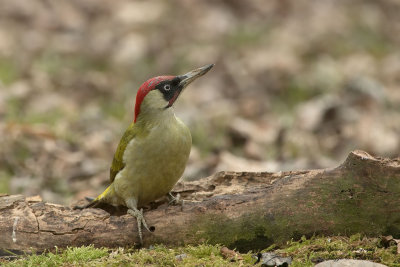 Picchio verde maschio