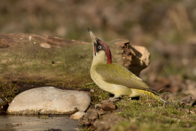 Picchio verde maschio