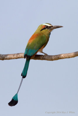 Motmots & Jacamars