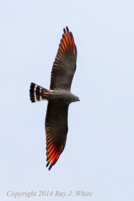 g9/67/926167/3/157746472.bt5n5JrQ.jpg